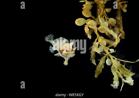 Sargassumfish (Histrio histrio) swimming in Broad-toothed gulfweed (Sargassum fluitans) Sargassum Community. Sargasso Sea, Bermuda. Stock Photo