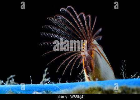 Common goose barnacle (Lepas anatifera) on a piece of plastic. Sargasso Sea, Bermuda Stock Photo