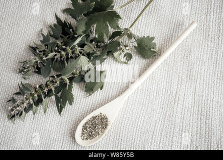 Valuable medicinal plant-motherwort with flowers and leaves on a white background. Next is a plant in dried and crushed form for the preparation of in Stock Photo