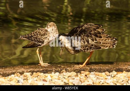 Ruff (Philomachus pugnax) Male on the right,in his courtship plumage,displaying to a female. Stock Photo