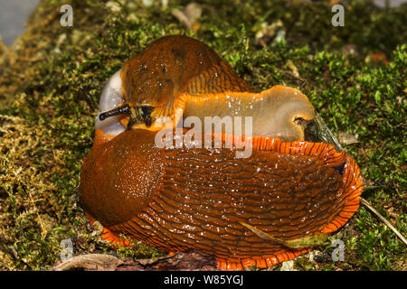 The Red Slug Arion rufus {ater}.A large robust slug common in my part of southwest France.Two adults mating. Stock Photo