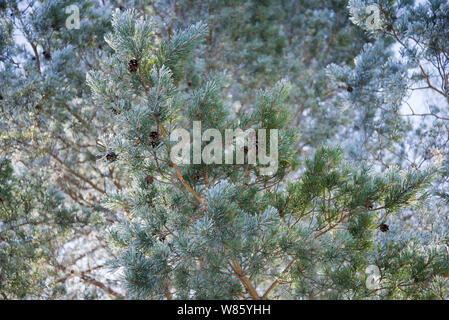 Pine branch in frost close-up on a sunny March day Stock Photo