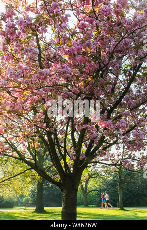 England, London, Greenwich, Greenwich Park, Cherry Blossom Stock Photo