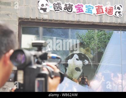 A cameraman records the birthday party for a one-month-old giant panda cub at the Shanghai base of the China Conservation and Research Center for the Stock Photo