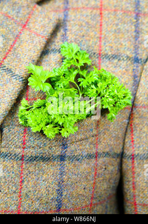 sprig of parsley sticking out of top pocket of tweed jacket Stock Photo