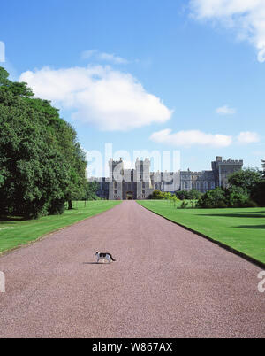 Windsor Castle from The Long Walk, Windsor, Berkshire, England, United Kingdom