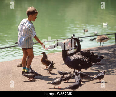 Young boy feeding swans, St James's Park, St. James's, City of Westminster, Greater London, England, United Kingdom Stock Photo