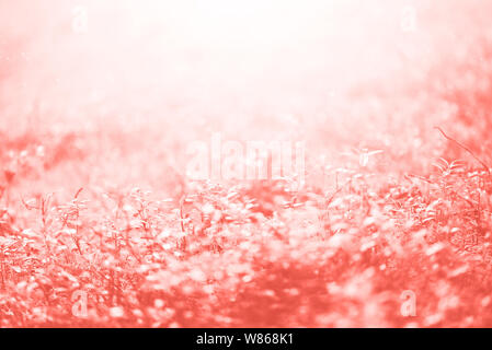 Blur leaves with bokeh, abstract background in trendy coral color. Banner. Wild nature Stock Photo