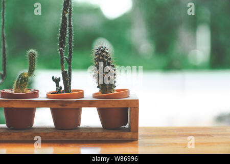 cute small long cactus in basket on wooden table with green backgroundcute small long cactus in basket on wooden table with green background Stock Photo