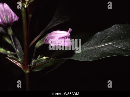 Starhorn or Temple plant, Hygrophila corymbosa Stock Photo