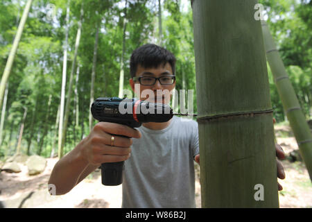 A Chinese worker uses an electric drill to make a hole on a node of bamboo filled with brewed liquor or rice wine in a bamboo forest in Baishuijian vi Stock Photo