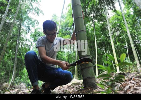 Chinese villagers leave liquor to purify inside bamboo to make alcohol