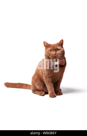 Portrait of a cat, bright yellow eyes, a playful look, a good card for advertising goods for animals. Stock Photo