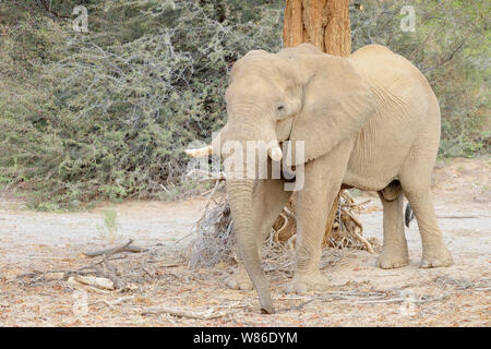 African Elephant (Loxodonta africana) bull, desert-adapted elephant feeding on seedpods onder tree, in riverbed of Hoanib desert, Kaokoland, Namibia Stock Photo