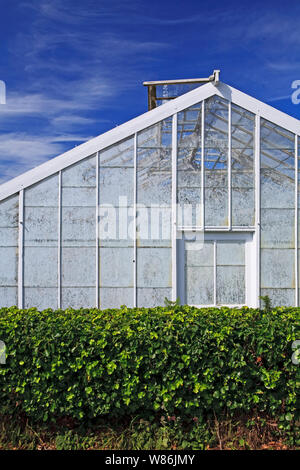 a large greenhouse for growing tomatoes or cucumbers on a large scale with hedge and blue sky Stock Photo
