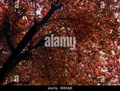 Close up tree with red leaves Stock Photo