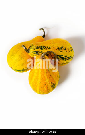 Three small decorative yellow pumpkins isolated on white background. Autumn vegetable harvest. Stock Photo