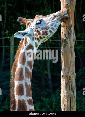 A Giraffe (Giraffa Camelopardalis) at Blackpool Zoo, chewing the bark from a tree trunk Stock Photo