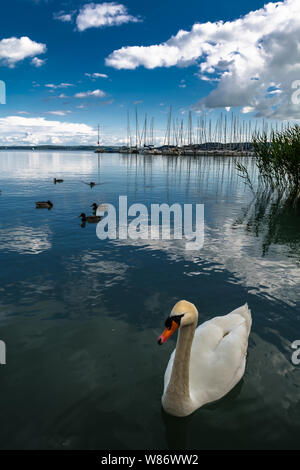 Swan and Ducks In Front Of Sailboats In Harbor On Lake Balaton In Hungary Stock Photo