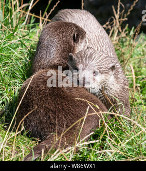 Asian Short Clawed Otters, (Aonyx cinereal) also known as Asian Small Clawed Otters, are the smallest Otter species in the world Stock Photo
