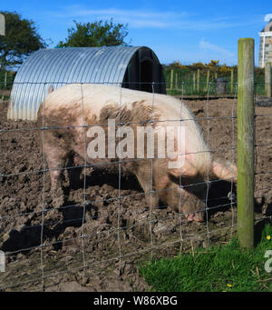 Gloucestershire old spot pigs in the mud on a pig farm. Stock Photo