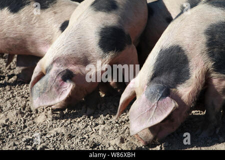 Gloucestershire old spot pigs in the mud on a pig farm. Stock Photo