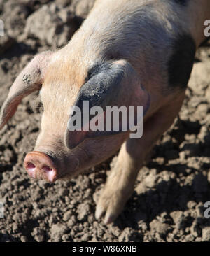 Gloucestershire old spot pigs in the mud on a pig farm. Stock Photo