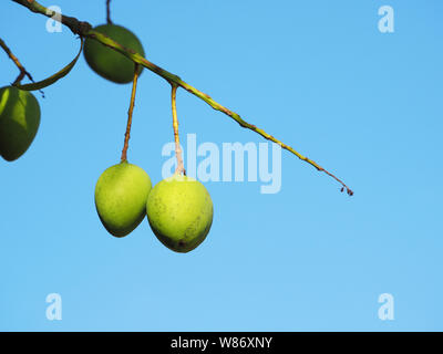 Two green mangoes on a tree. Background blue sky. Stock Photo