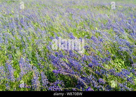 background - blooming meadow with grass stems and alfalfa flowers bent from the wind Stock Photo