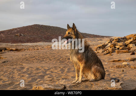 Poised Belgian Shepherd female Tervuren breed sitting patiently on the rocks at the beach after a play and a refreshing swim in the ocean Stock Photo