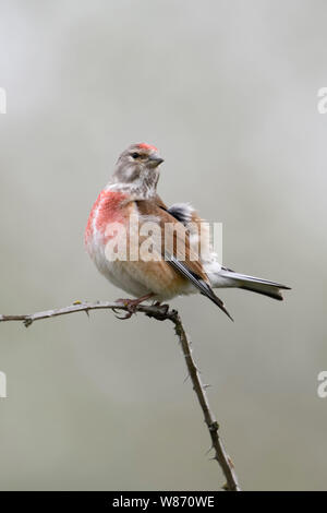 Common Linnet ( Carduelis cannabina ), male bird, breeding dress, perched on a dry thorny tendril, stretching, looks funny, wildlife, Europe. Stock Photo