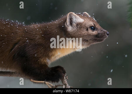 American Pine Marten ( Martes americana ) in light snowfall, sitting in a conifer tree, close-up, Yellowstone National Park, USA. Stock Photo