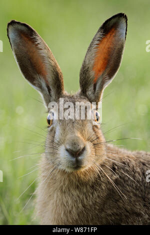 Brown Hare / European Hare / Feldhase ( Lepus europaeus ) watching surprised, funny close up, detailed frontal view, wildlife, Europe. Stock Photo