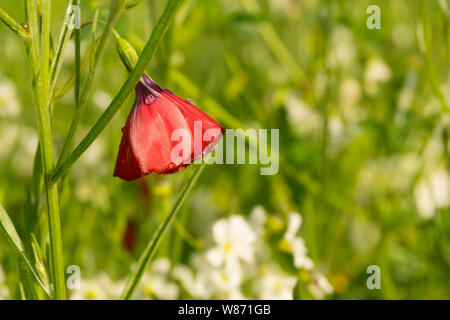 red flower of flax in the field after a rain on a green blurred background Stock Photo