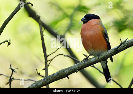 Eurasian Bullfinch ( Pyrrhula pyrrhula ), male in breeding dress, perched on a branch in some bushes, natural setting, wildlife, Europe. Stock Photo