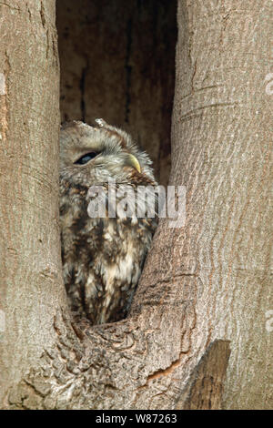 Tawny Owl / Waldkauz (Strix aluco) perchend, resting, roosting in its nest hole, watching out of a tree hollow, natural surrounding, wildlife, Europe. Stock Photo