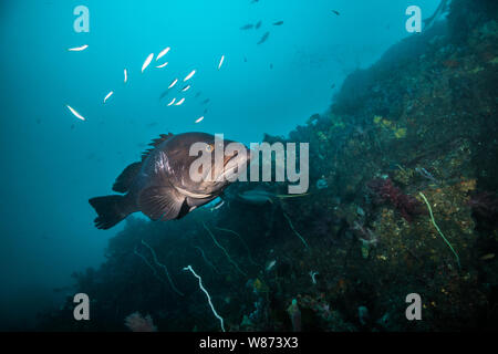 Longtooth grouper (Epinephelus bruneus) is hovering around the rock reef. Ito, Chiba, Japan Stock Photo