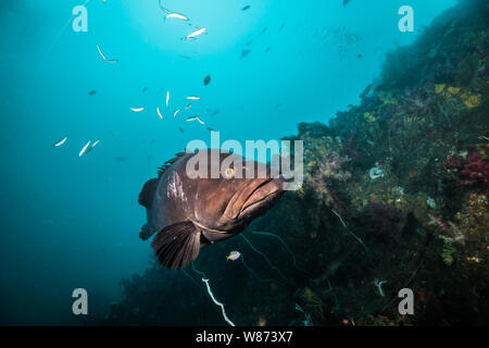 Longtooth grouper (Epinephelus bruneus) is hovering around the rock reef. Ito, Chiba, Japan Stock Photo