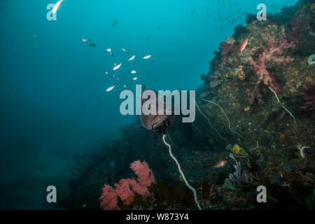 Longtooth grouper (Epinephelus bruneus) is hovering around the rock reef. Ito, Chiba, Japan Stock Photo