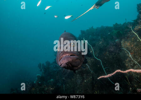 Longtooth grouper (Epinephelus bruneus) is hovering around the rock reef. Ito, Chiba, Japan Stock Photo