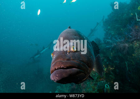 Longtooth grouper (Epinephelus bruneus) is hovering around the rock reef. Ito, Chiba, Japan Stock Photo