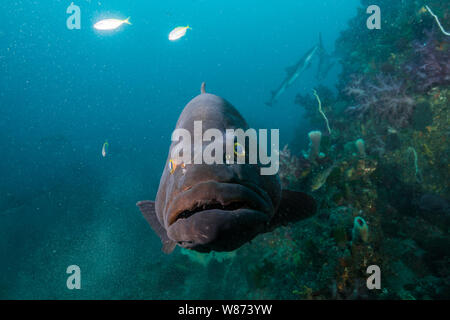 Longtooth grouper (Epinephelus bruneus) is hovering around the rock reef. Ito, Chiba, Japan Stock Photo