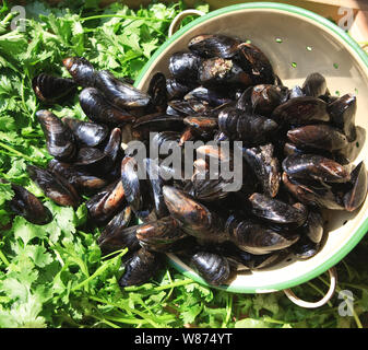 freshly caught mussels displayed on a bed of herbs in the smmer sun. Stock Photo