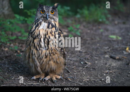 Eurasian Eagle owl spotted in the wildlife in the forest. Eagle-owl or Bubo bubo sitting on the path in the forest.Eurasian Stock Photo