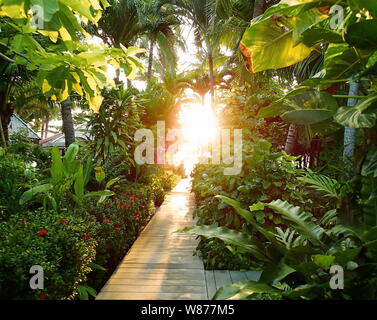 Morning sunlight in greenery, pathway in tropic jungle Stock Photo