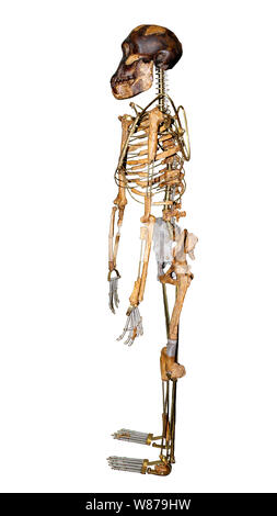 Skeleton of Lucy Australopithecus afarensis Side View Stock Photo