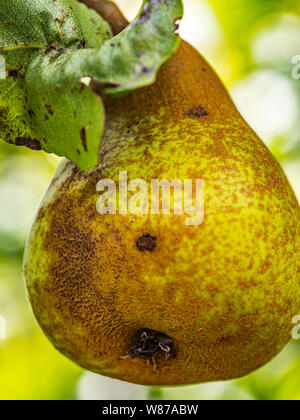 Single green pear on a tree with small blemish hanging on a tree outside in a garden. The fruit is green and yellow. Stock Photo