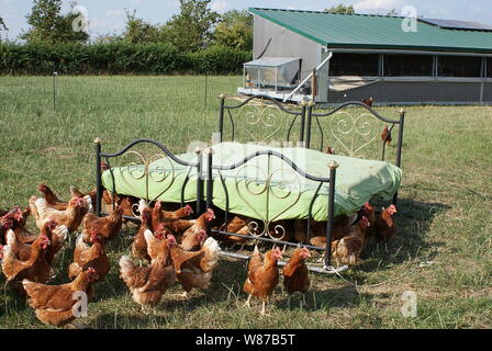 Happy chickens at their beautiful bed