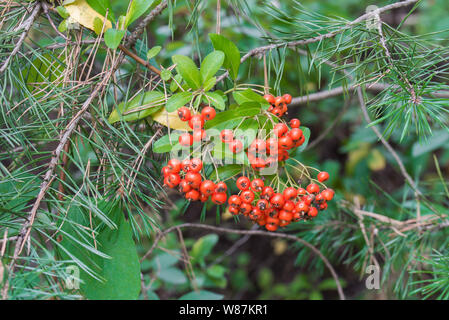 Pyracantha coccinea, scarlet firethorn berries on twig Stock Photo