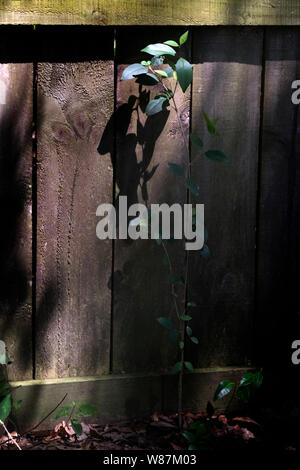 Decaying wooden fence in deep south Alabama, USA. Stock Photo